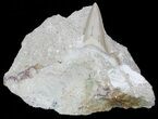 Otodus Shark Tooth Fossil In Rock - Eocene #56437-1